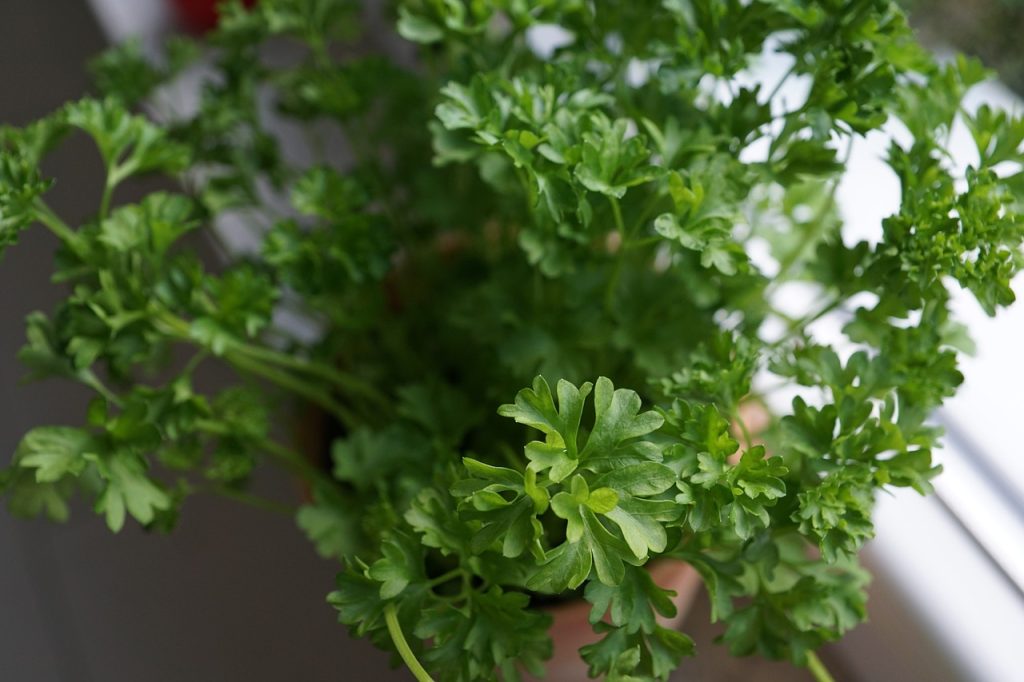 piante aromatiche da balcone
