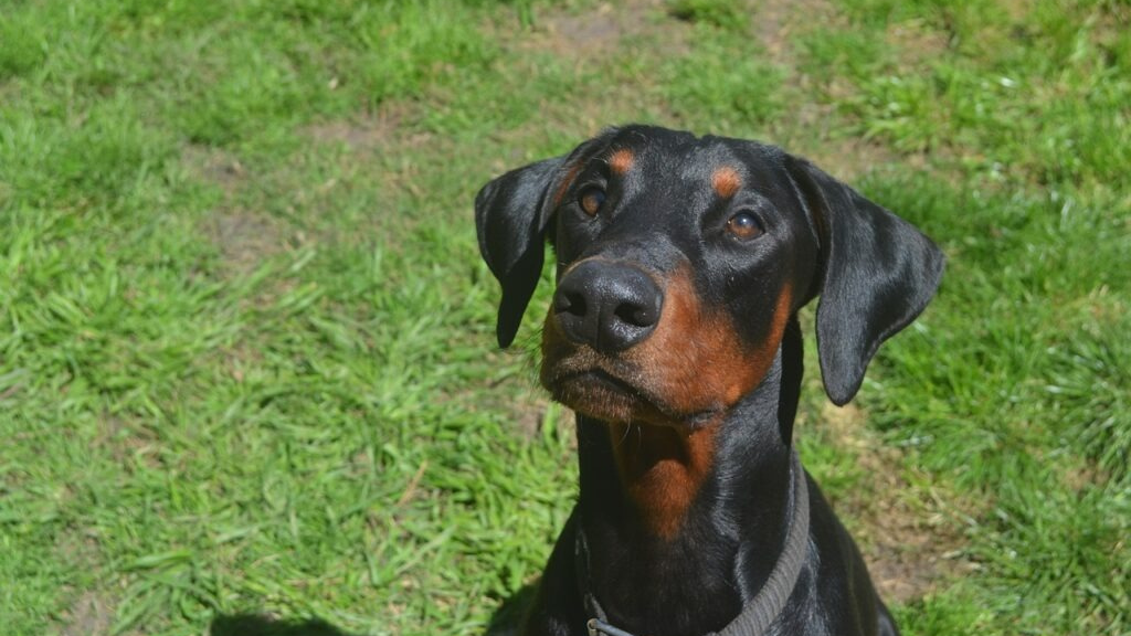 Storie di cani: Candito e Cicciobello Bua