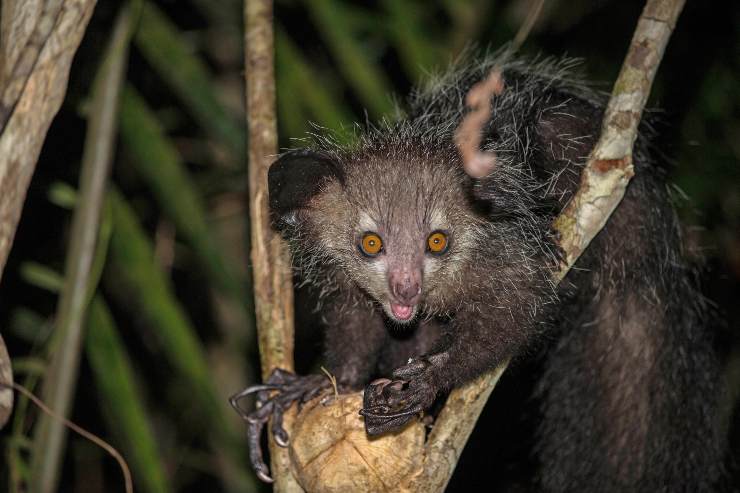 Aye-aye animali a rischio