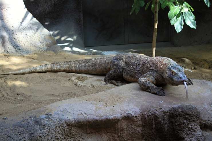 Drago Komodo