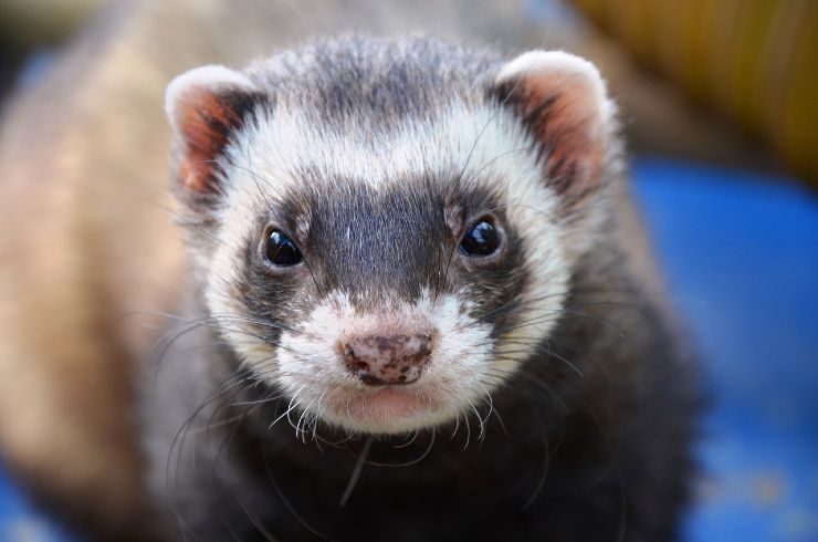 furetto