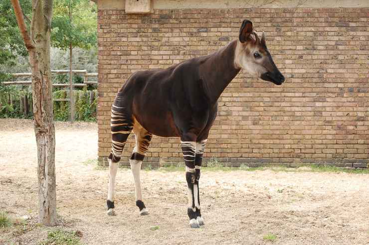 Okapi