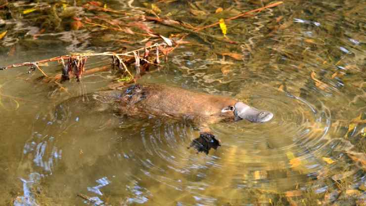 Animali strani ornitorinco