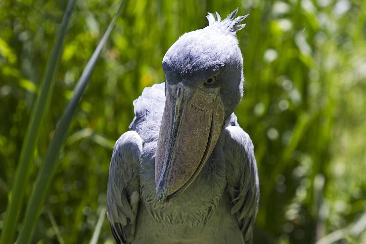 Uccello Shoebill