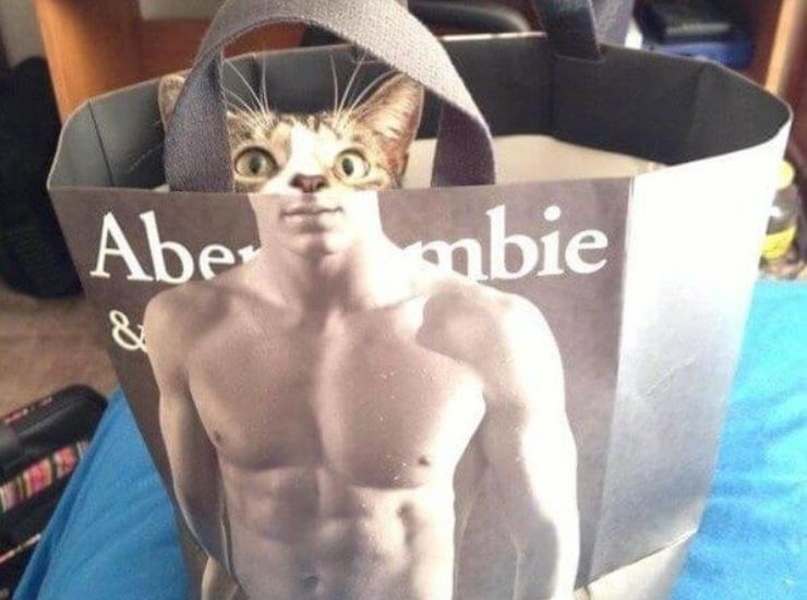 Gatto con addominali