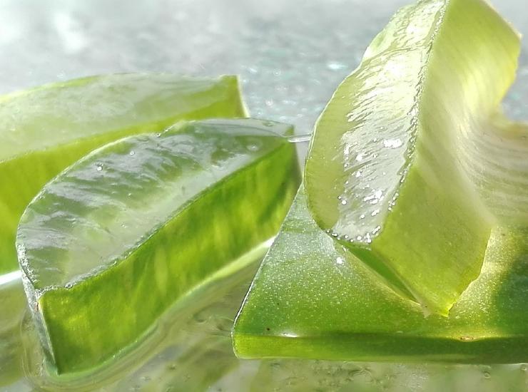 Aloe vera, gli usi oltre i benefici per la digestione