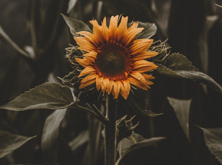 girasole, ritratto primo piano