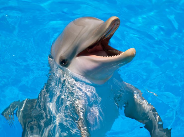 delfino che ride