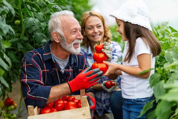 Orto e pomodori