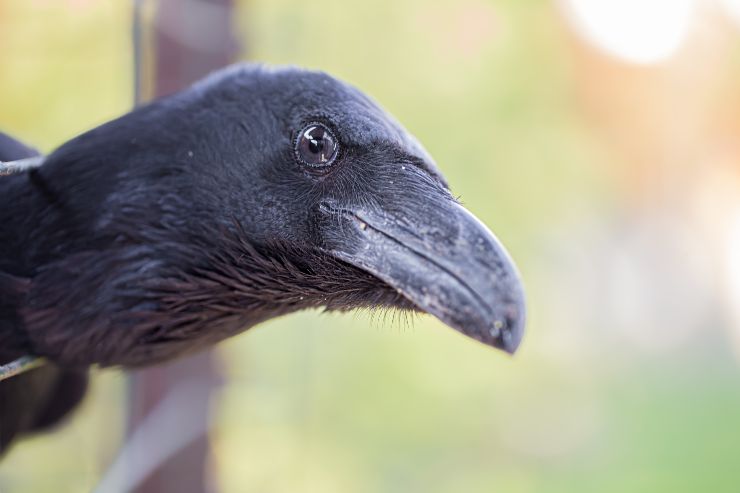 Corvo