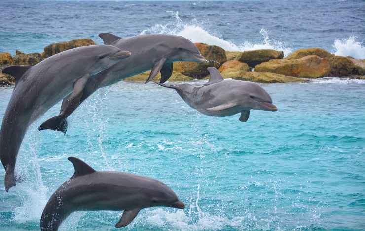 Delfini