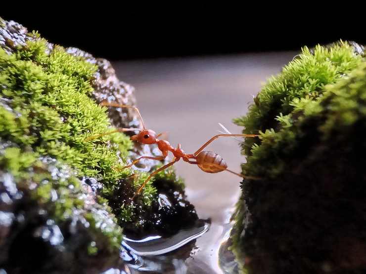 Formica