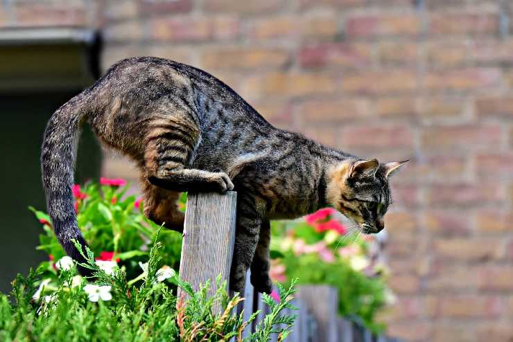 Gatto e coda