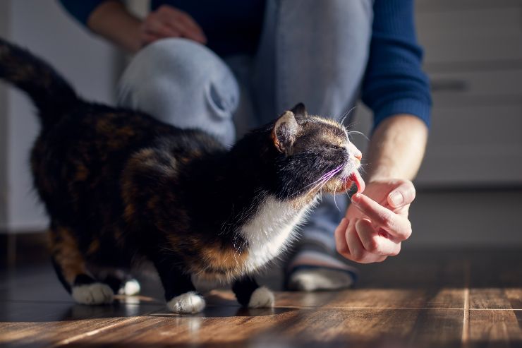 Gatto lecca umano