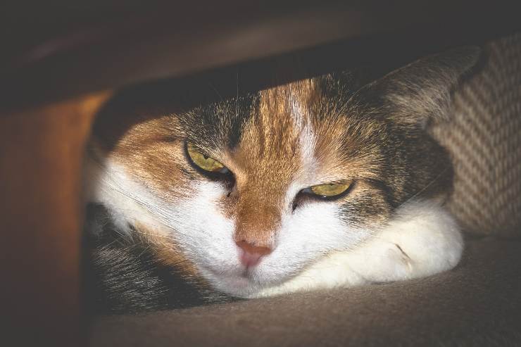 Gatto liquido