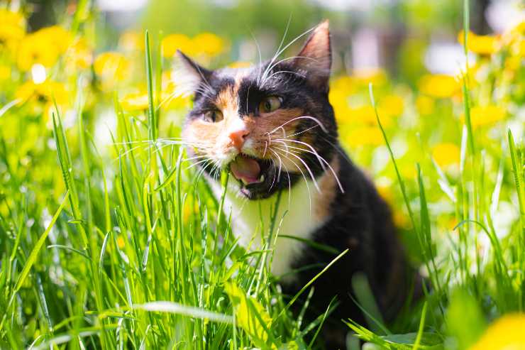 Gatto mangia erba