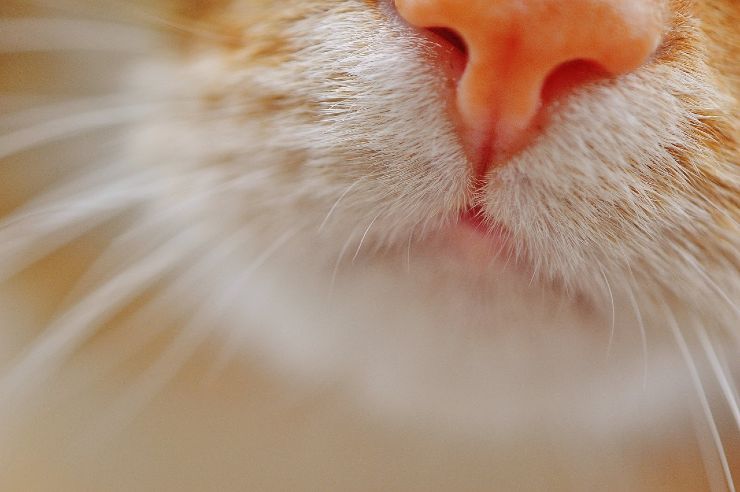 naso gatto