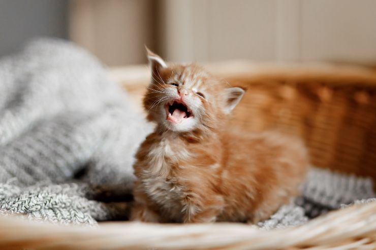 Pianto del gatto