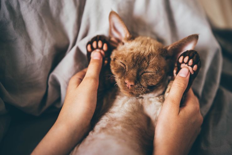 Zampe gatto