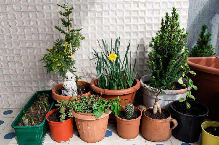 Giardino di casa