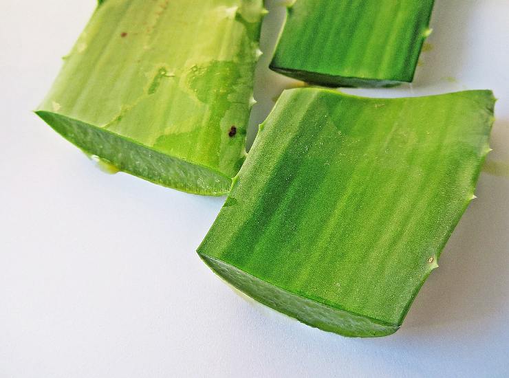 Aloe vera: azioni antiossidanti
