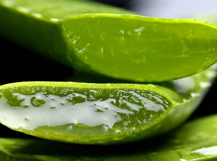 Aloe vera: proprietà antinfiammatorie