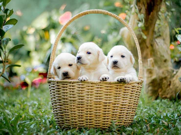 Saluti animali: cani