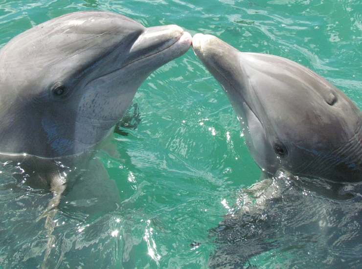 Saluti animali: delfini