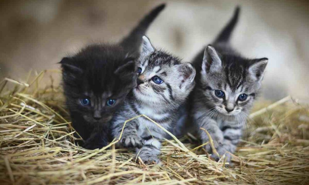 Saluti animali: gatti
