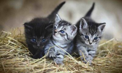 Saluti animali: gatti