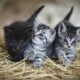 Saluti animali: gatti