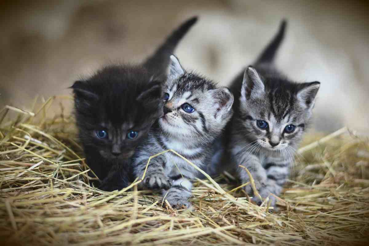 Saluti animali: gatti