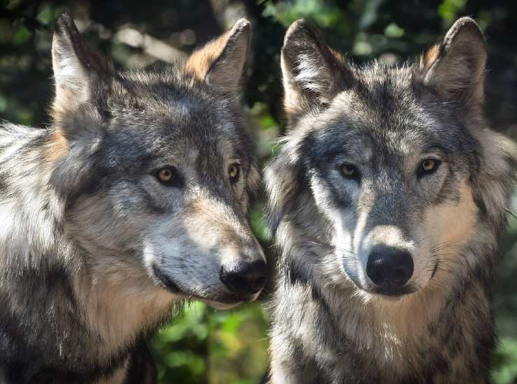 Saluti animali: lupi