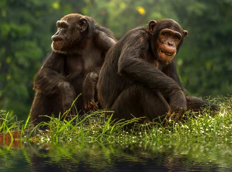 Saluti animali: scimpanzé