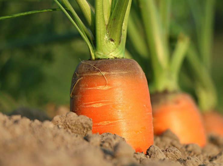 Agricoltura sostenibile per promuovere la sostenibilità alimentare