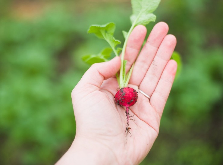 Agricoltura urbana e giardini condivisi per promuovere sostenibilità alimentare
