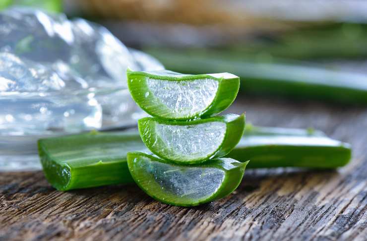 Gel estratto da Aloe