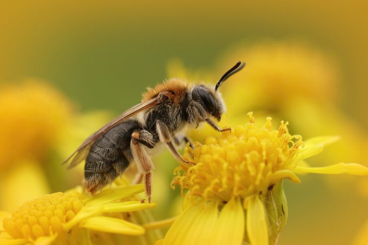 Impollinazione