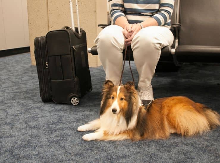 cane al guinzaglio con padrone e valigia