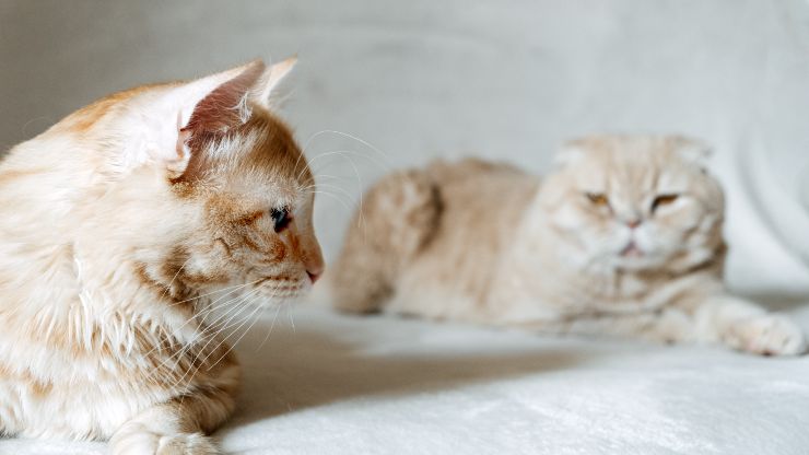 Gatti