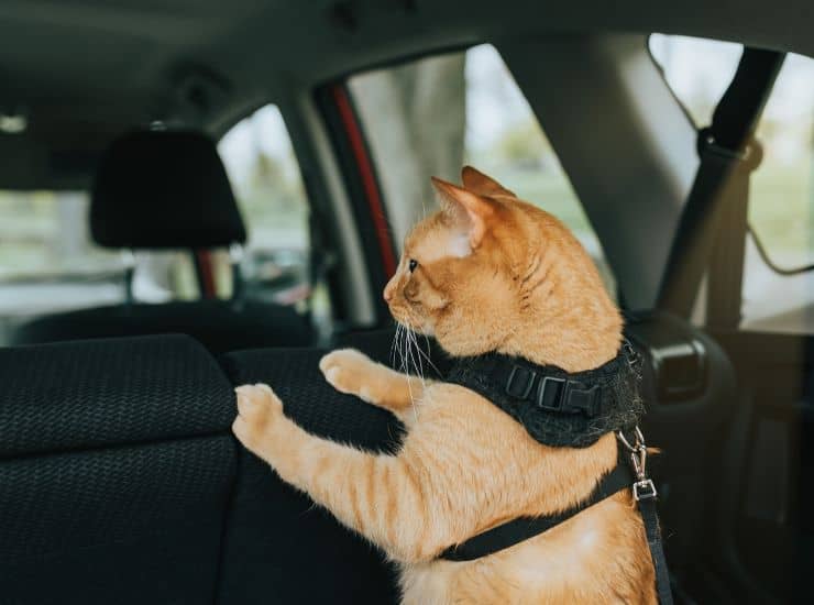 gatto al guinzaglio in macchina