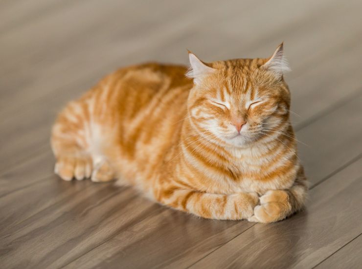 gatto arancione con occhi semichiusi