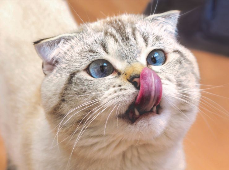 gatto che si lecca i baffi