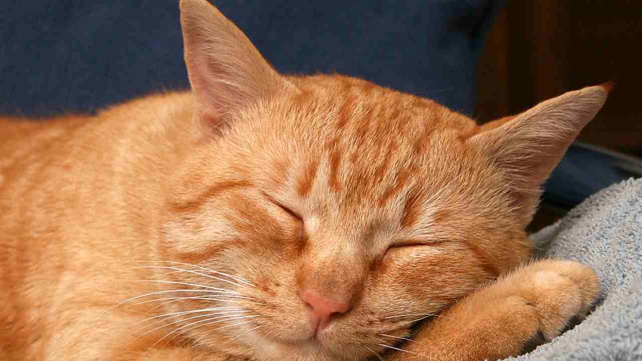 gatti pulizia lingua toeletta
