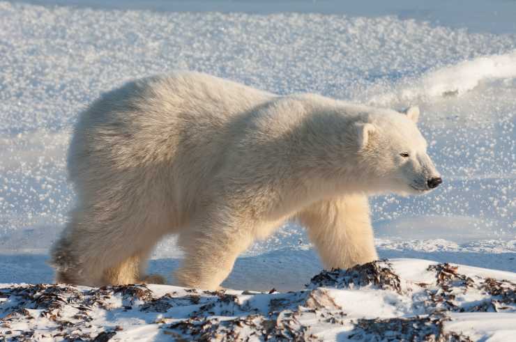 Orso polare