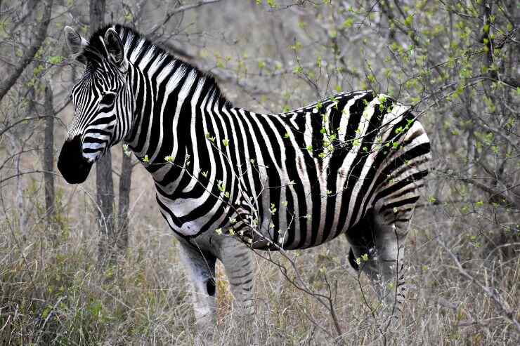 Zebra