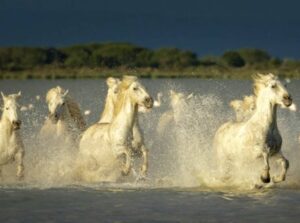 Camargue Francia parco naturale