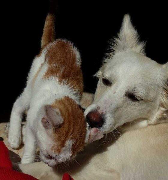 Cani e gatti espressioni creative
