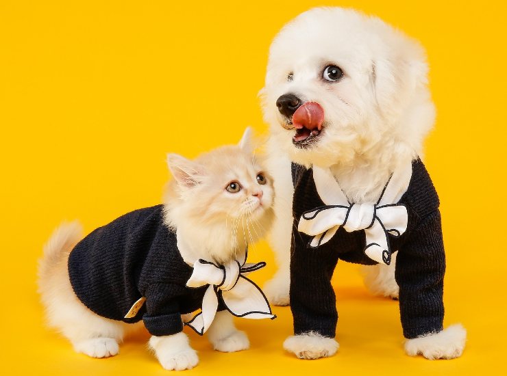 Cani e gatti: comunicazione