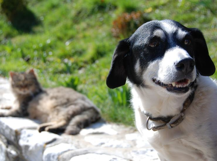Cani e gatti: creatività